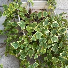 鉢植え　ワイヤープランツ、アイビー、アロエ(取引中)の画像