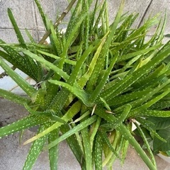 鉢植え　ワイヤープランツ、アイビー、アロエ(取引中)の画像