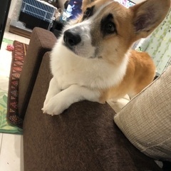 コーギーの里親を募集します