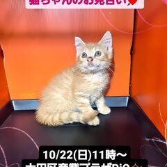 10/22(日)譲渡会。7/2生スコテッシュストレート♂(⋈◍＞...