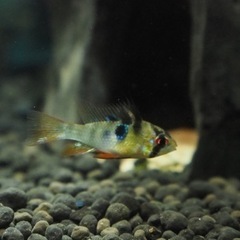 オランダラミレジィ　メス　熱帯魚　水槽の画像