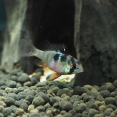 オランダラミレジィ　メス　熱帯魚　水槽の画像
