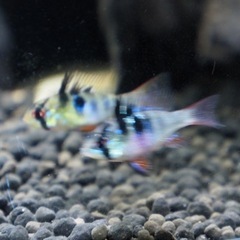 オランダラミレジィ　メス　熱帯魚　水槽の画像