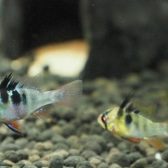 オランダラミレジィ　メス　熱帯魚　水槽