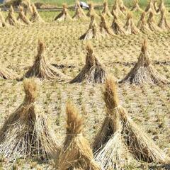 福島県猪苗代町で稲わらお安く譲ります!