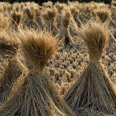 福島県猪苗代町で稲わらお安く譲ります!の画像