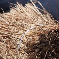 福島県猪苗代町で稲わらお安く譲ります!の画像