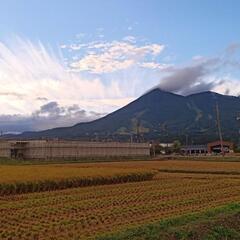 福島県猪苗代町で稲わらお安く譲ります!の画像