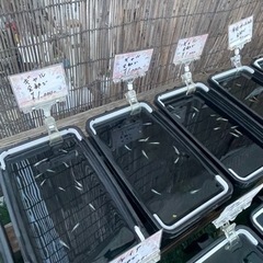 【凪メダカ】アルティメットセール　　ギャル