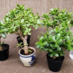 窓辺に緑を！多肉植物(Mサイズ)「金の成る木」今年も元気に育ちました。