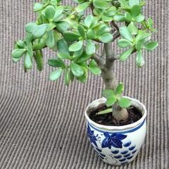 窓辺に緑を！多肉植物(Mサイズ)「金の成る木」今年も元気に育ちました。の画像