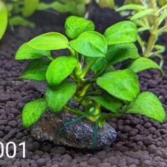 #001 アヌビアスナナ・プチ 溶岩石付き 1株
