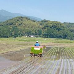令和5年産！高隈仮屋地区の新米ヒノヒカリ！！の画像