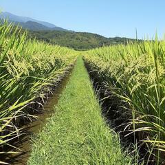 令和5年産！高隈仮屋地区の新米ヒノヒカリ！！の画像