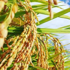 令和5年産！高隈仮屋地区の新米ヒノヒカリ！！の画像