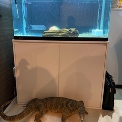 水槽　900 決まりました