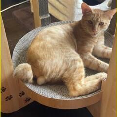 【福津市】【東福間駅】〈迷い猫〉ゴン君を探しています。