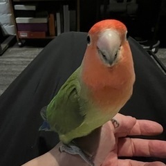 (お譲り)可愛いラブバード🦜東京近郊の方、大切に下さる方募集🙏