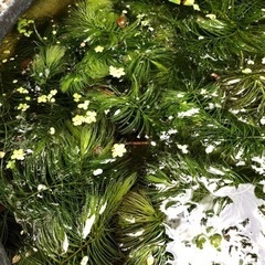 ＊決定＊ ★ 大岡山 ★ マツモ④ ★ 水草 ★ 金魚藻