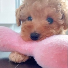 （終了）タイニープードル男の子🐩
