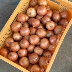 たまねぎ