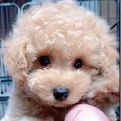 （終了）トイサイズの女の子🐩を販売致します