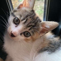 愛猫が可愛いい子猫を産みました。癒し系の三毛猫です。