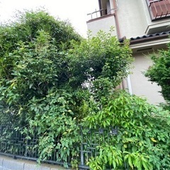 🌳お庭のお手入れ🌳空き地、所有地の草刈り、伐採、剪定等何でもご相談ください🌲の画像