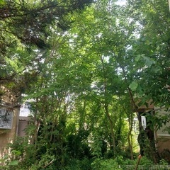🌳お庭のお手入れ🌳空き地、所有地の草刈り、伐採、剪定等何でもご相談ください🌲 - 剪定/造園