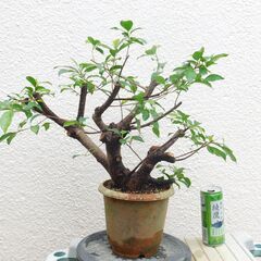 盆栽素材島ガジュマル