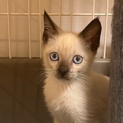 素敵な里親様が決まりました😊💕 - 猫