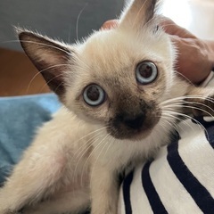 素敵な里親様が決まりました😊💕