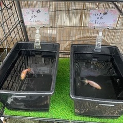 【凪メダカ】アルティメットセール　　江戸錦