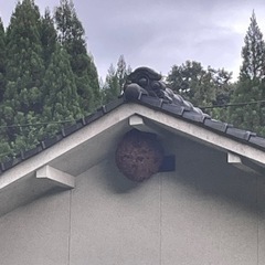 蜂駆除　即日対応可能 - 害虫/害獣駆除