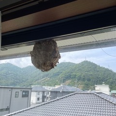蜂駆除　即日対応可能 - 杵築市