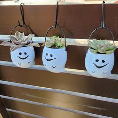ハロウィン　多肉植物