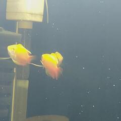 【取引確定しました】熱帯魚(淡水魚)