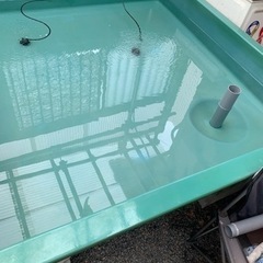 らんちゅう金魚FRP水槽内1500✖️1500 外1650✖️1650 (たあ