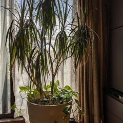 観葉植物　2