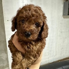 トイプードル　総額15万　7/31生まれ