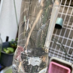 ミジンコ