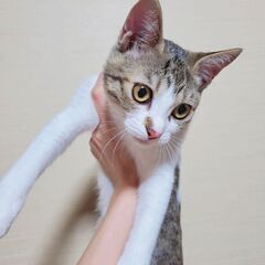 里親決定！生後約7ヶ月の白キジちゃん