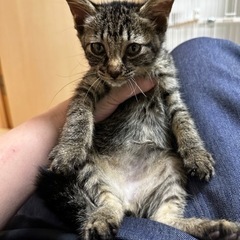 猫の譲渡会のためにテントを貸してください。