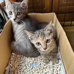グレーとキジトラ子猫2匹の里親様募集です
