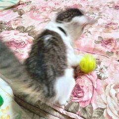 生後2ヶ月オスの仔猫 - 里親募集