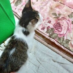 生後2ヶ月オスの仔猫 − 新潟県