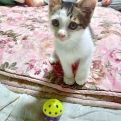 生後2ヶ月オスの仔猫