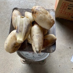 大口レンコン