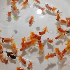 東海市太田川駅のメダカ万博で金魚販売