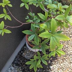 沈丁花(お譲りする方が決まりました)